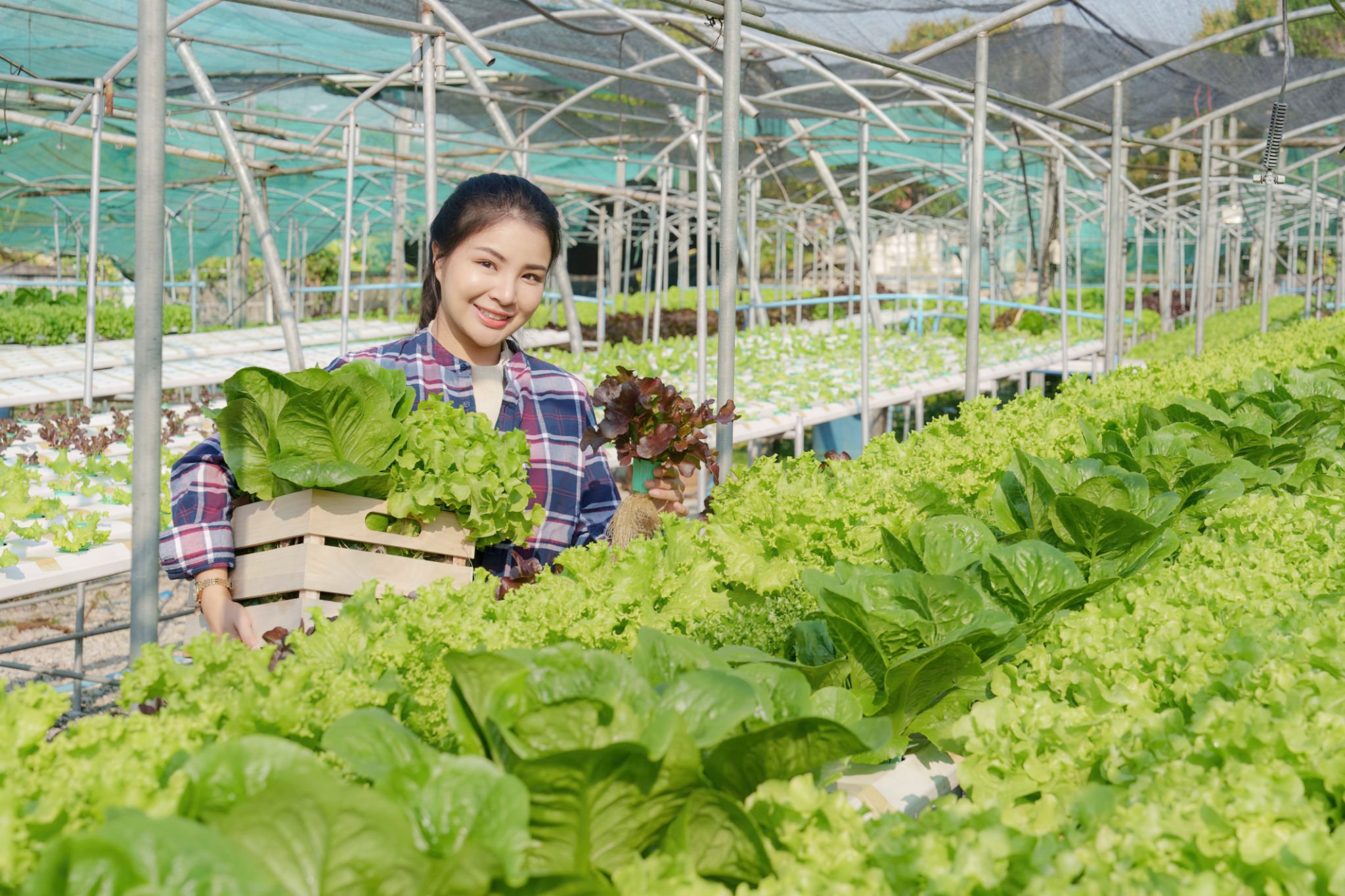 Ảnh minh họa Đơn hàng trồng trọt nhà kính tại Hokkaido tuyển nam/nữ
